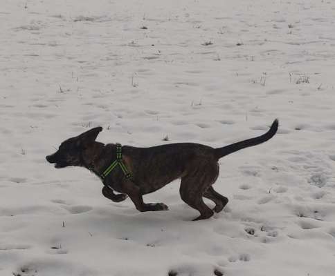 Fotochallenge 66 ~ Rennaction -Zeig deinen Hund im Lauf-Beitrag-Bild