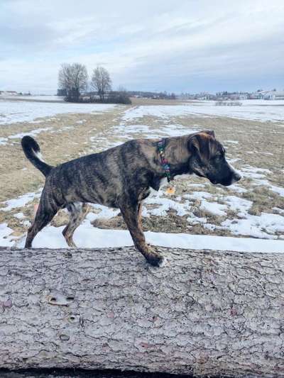 Wie groß waren eure welpen ?-Beitrag-Bild