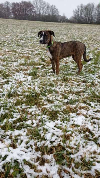 Wie groß waren eure welpen ?-Beitrag-Bild