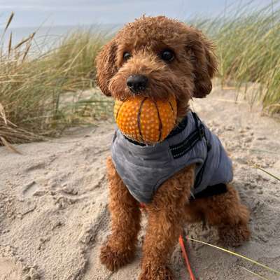Hundetreffen-Gassi- und Spielerunden-Bild