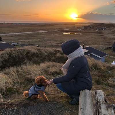 Hundetreffen-Gassi- und Spielerunden-Profilbild