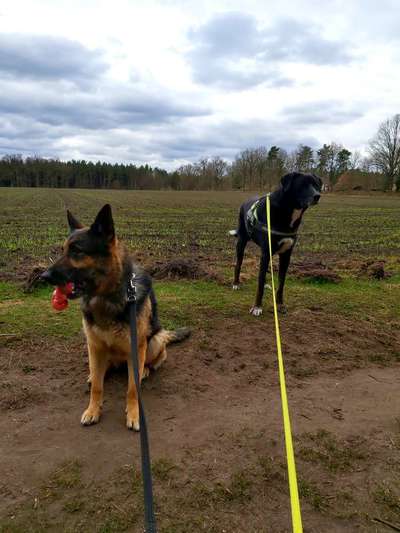 Alles rund um den Schäferhund, diskutieren erwünscht.-Beitrag-Bild