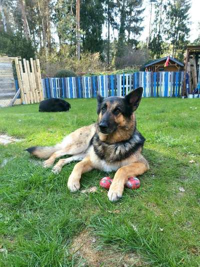 Alles rund um den Schäferhund, diskutieren erwünscht.-Beitrag-Bild