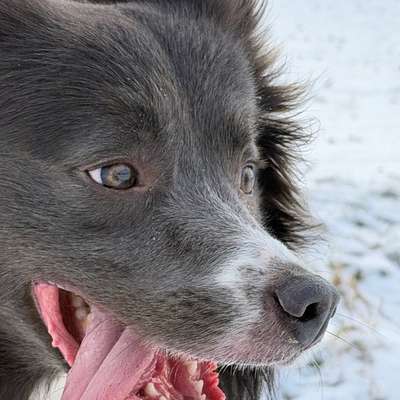 Hundetreffen-Spielkumpel gesucht-Bild