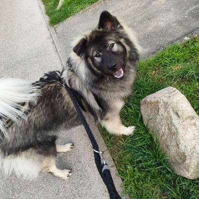 Hundetreffen-Soziale Gassirunden-Bild