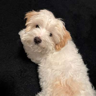 Hundetreffen-Playdate in Davenstedt/Ahlem/Badenstedt/Limmer-Bild