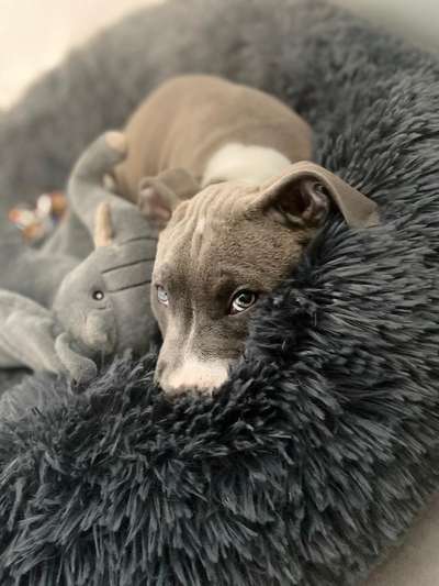 Welpen Bilder !-Beitrag-Bild