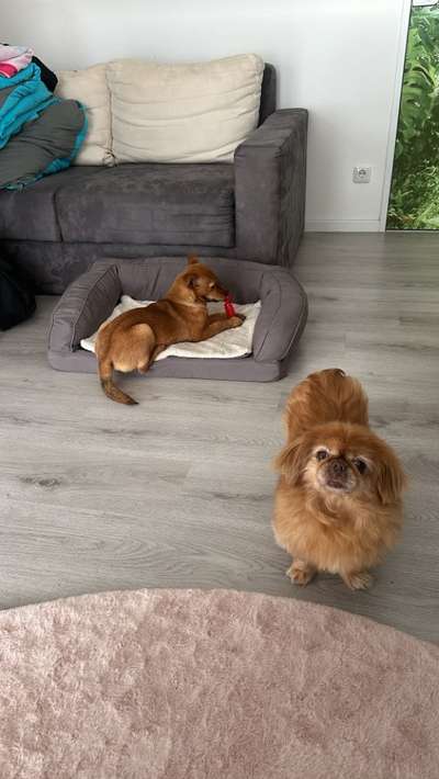 Pekinese/Pekingese-Beitrag-Bild
