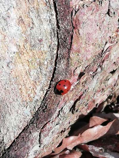 Die wunderschöne Welt mit Hund.-Beitrag-Bild