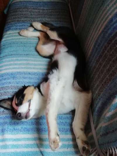 Zeigt mir die lustigsten Schlafpositionen eurer Fellnasen-Beitrag-Bild