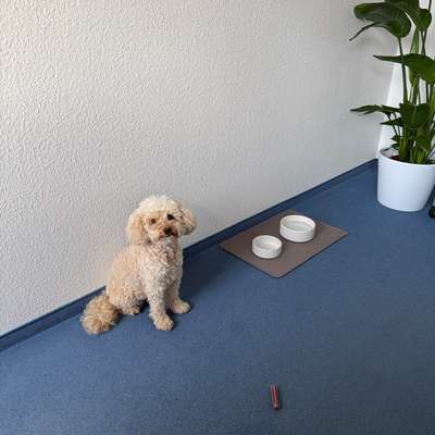 Hundetreffen-Gemeinsame Spaziergänge-Bild