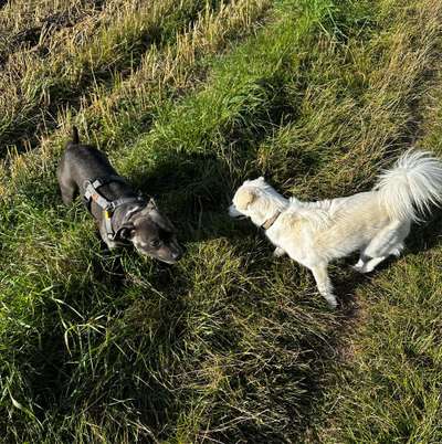 Hundetreffen-Social Walk Partner gesucht-Bild