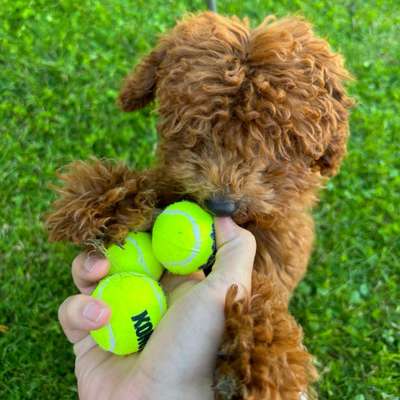 Hundetreffen-Toypudel Spielpartner gesucht-Bild