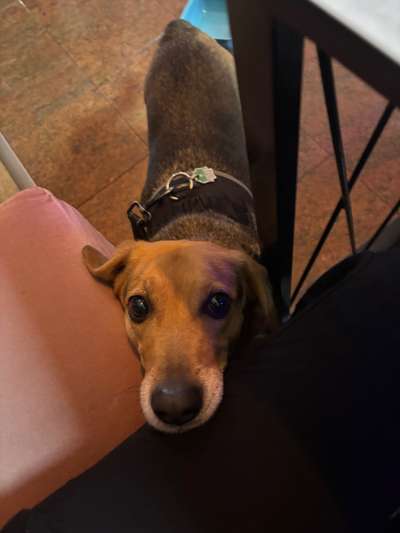 Hundetreffen-Gassi und Toben-Bild