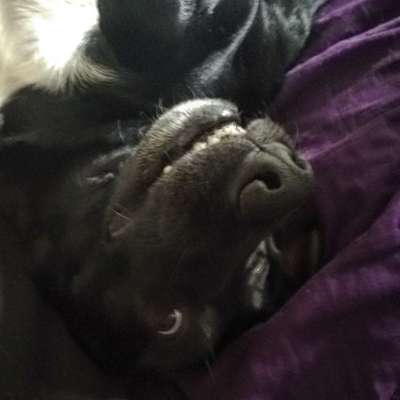 Zeige das lustigste Bild eures Hundis-Beitrag-Bild