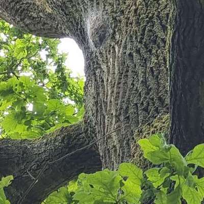 Giftköder-Eichenprozessionsspinner-Bild
