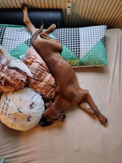 Postet das beste Foto von euren 4 beinern-Beitrag-Bild