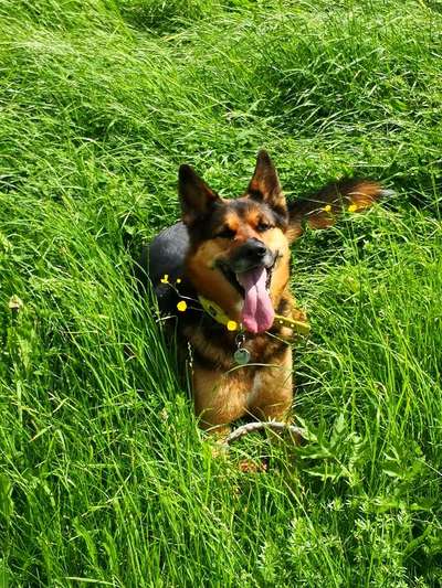 CHALLENGE NR. 19 - Der Hundeblick-Beitrag-Bild