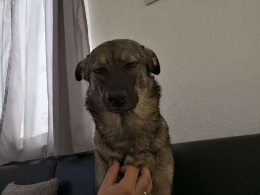 CHALLENGE NR. 19 - Der Hundeblick-Beitrag-Bild