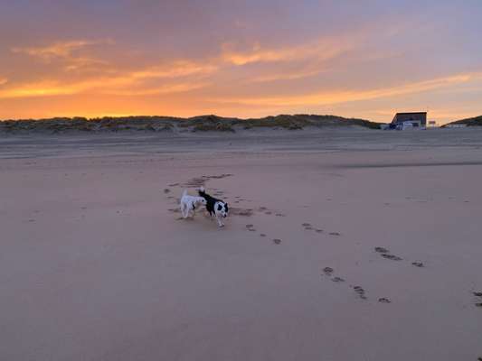 Hunde im Urlaub-Beitrag-Bild