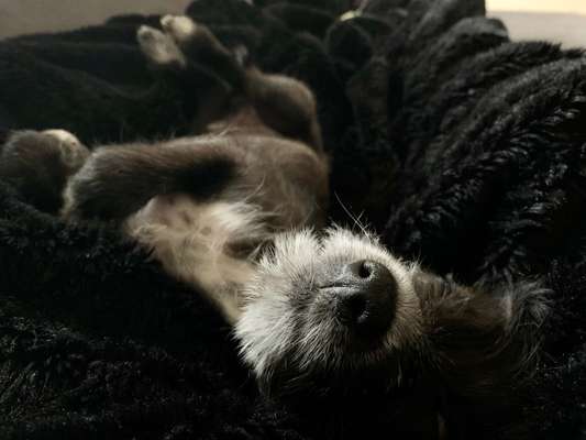 Zeigt mir die tollste Nahaufnahme von eurer Fellnase-Beitrag-Bild