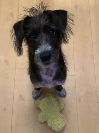 Der Lieblingsplüschi eures Vierbeiners-Beitrag-Bild