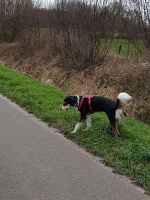 Hundetreffen-Nett eine Runde laufen-Bild