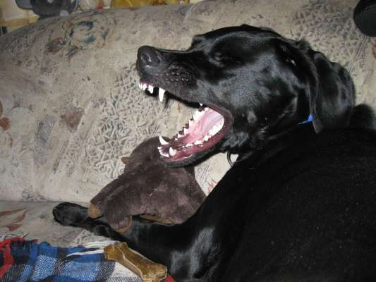 Foto's und Hundemodels-Beitrag-Bild