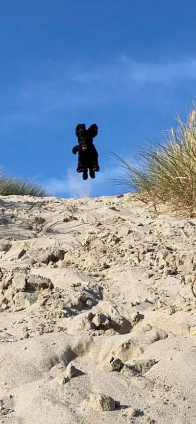 156. Fotochallenge *** DEIN HUND UND DIE WUNDERSCHÖNEN WOLKEN ***-Beitrag-Bild