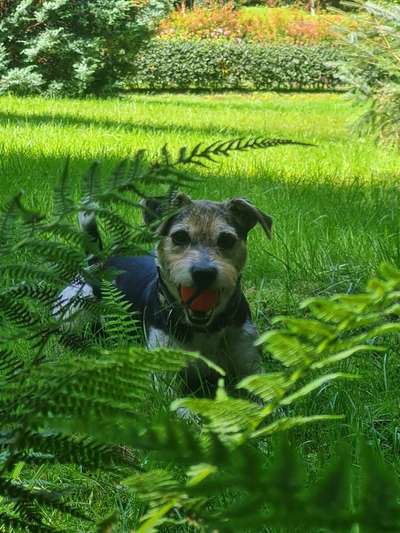 Die Dogorama Kalender Challenge Titelbild-Beitrag-Bild