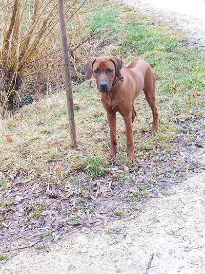Rhodesian Ridgeback-Beitrag-Bild
