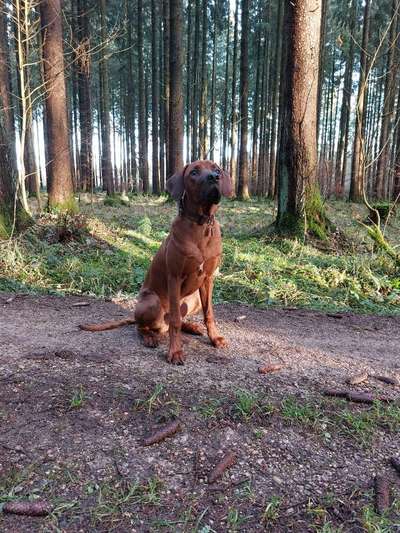 Rhodesian Ridgeback-Beitrag-Bild