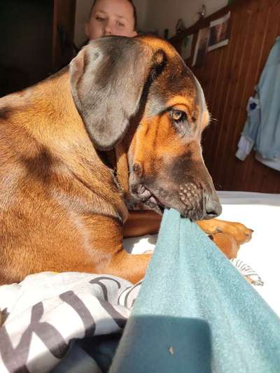 Rhodesian Ridgeback-Beitrag-Bild