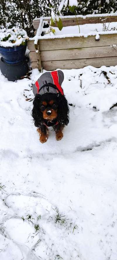 Cavalier King Charles Spaniel?-Beitrag-Bild