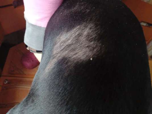 Kahle Stellen im Fell-Beitrag-Bild