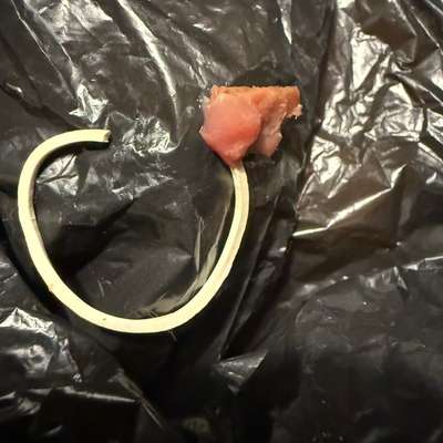 Giftköder-Suspektes Fleischstück an Gummi-Bild
