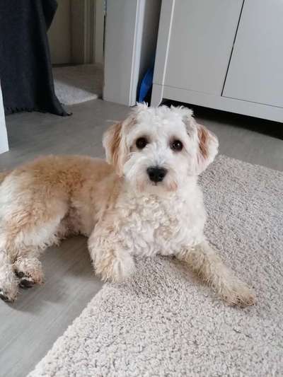 Maltipoo Freunde-Beitrag-Bild