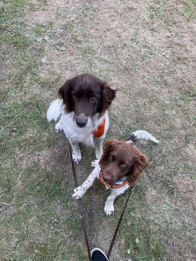 Kleiner Münsterländer!-Beitrag-Bild