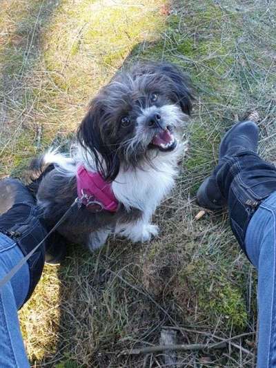 Mischlinge - die beste Rasse die es gibt-Beitrag-Bild