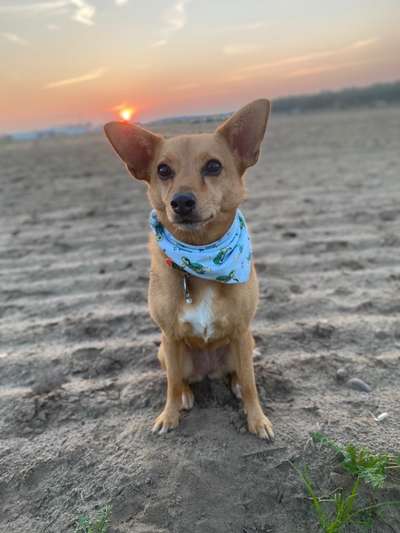 Podencomischling oder Podenco-Beitrag-Bild