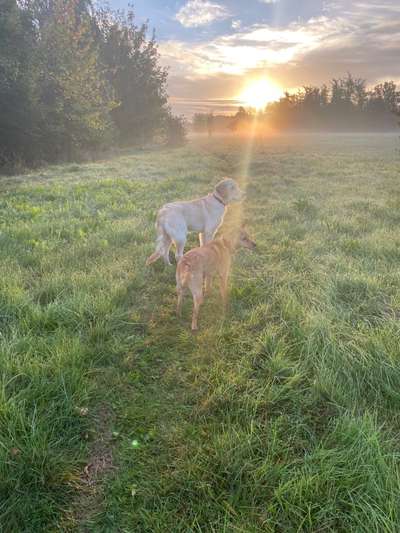 Fotochallenge Nr 55  -  Hund im November--Beitrag-Bild