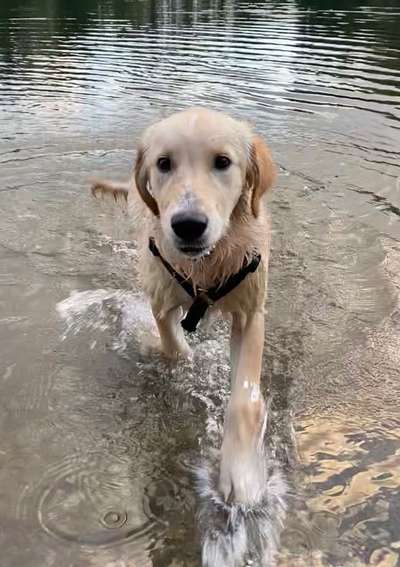 Welpenfotos-Beitrag-Bild