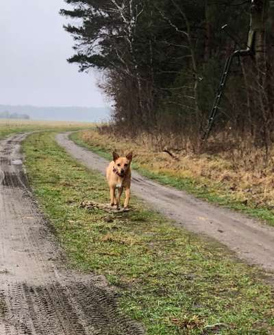 Fütterung bei 8 Jähriger Podenca-Beitrag-Bild