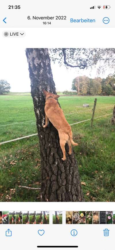 Fotochallenge NR. 123     -Karneval der Tiere--Beitrag-Bild