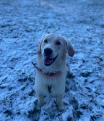 Wo sind die Golden Retriever Liebhaber?-Beitrag-Bild