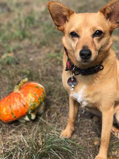 Fotochallenge Nr. 99 Herbst und Halloween🍁🍂-Beitrag-Bild