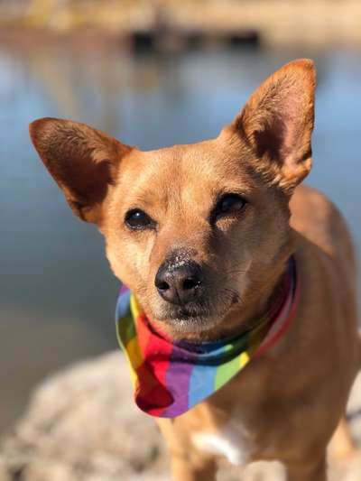 Mischlinge raten - Rätselspaß-Beitrag-Bild