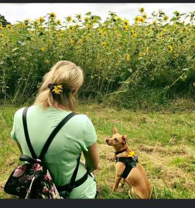 Fotochallange 63: "Dein blühendes Hündchen"-Beitrag-Bild