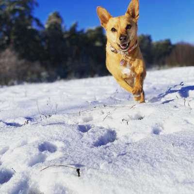 Fotochallenge 61 ~ Schnee-Beitrag-Bild