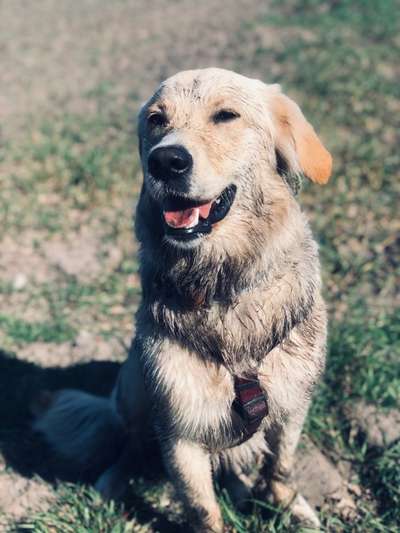 Wo sind die Golden Retriever Liebhaber?-Beitrag-Bild